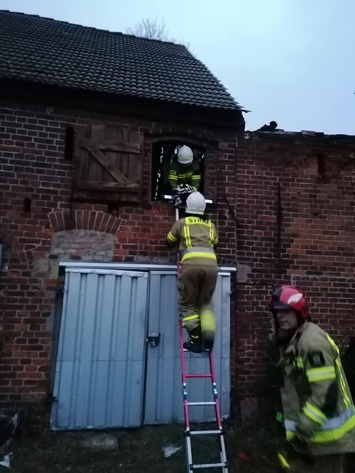 6/6 Akcja ratunkowa psa w Racławiu