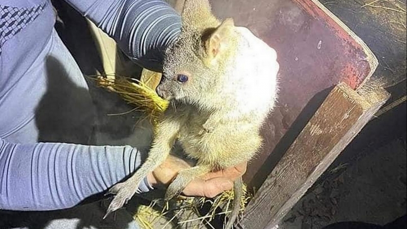 4/5 Pożar budynku, w którym były małe kangurki